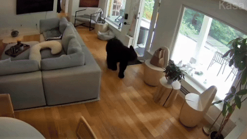 [뉴시스] 8일(현지시각) 데일리메일에 따르면 3살 된 포메라니안 ‘스카웃(Scout)’은 집 거실 소파 주변을 느긋하게 돌아다니던 곰을 복도 끝에서 전속력으로 달려 나가 집 밖까지 쫓아냈다. 영상 속 스카웃은 자신의 몸집보다 10배 가까이 훨씬 큰 곰을 두려움 없이 끝까지 추격하는 모습을 보여줬다. (사진=틱톡 @kaylakleine) *재판매 및 DB 금지