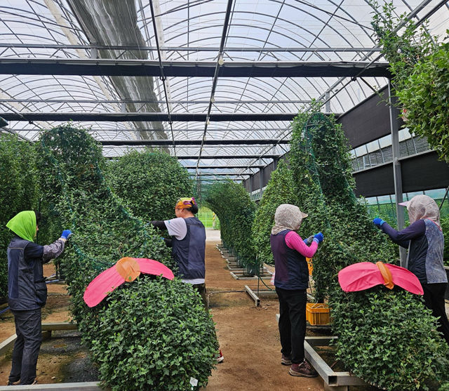 [창원=뉴시스] 강경국 기자 = 제25회 마산가고파국화축제 국화작품 준비 현황. (사진=창원시청 제공). 2025.08.13. photo@newsis.com *재판매 및 DB 금지