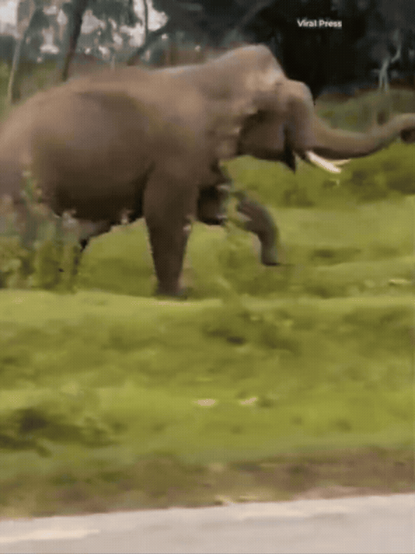 [뉴시스] 인도 카르나타카주의 한 야생보호구역에서, 야생 코끼리가 관광객을 공격했다. 산림 당국은 야생동물에게 가까이 접근하는 것은 매우 위험하다고 경고했다. 2025.08.10. (사진=데일리메일) *재판매 및 DB 금지