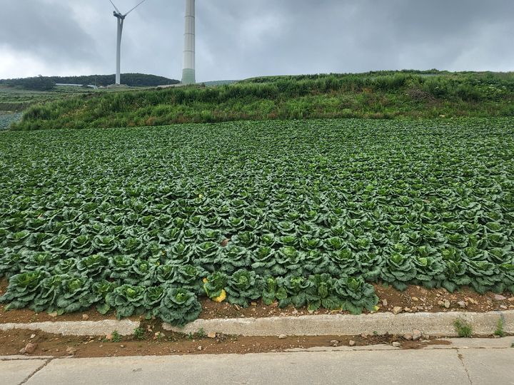 [세종=뉴시스] 농촌진흥청은 토양 병해충 '반쪽시들음병' 발생이 심한 재배지에 토양훈증과 미생물퇴비 처리를 함께 진행한 결과, 토양훈증만 진행했을 때보다 방제 효과가 더 뛰어나다는 사실을 확인했다고 13일 밝혔다. 사진은 2년 연속처리 시험구 배추 생육 사진. (사진=농진청 제공) 2025.08.13. photo@newsis.com *재판매 및 DB 금지