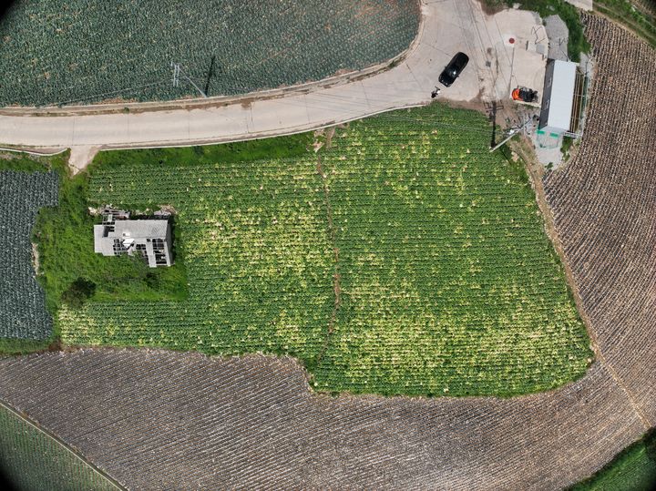 [세종=뉴시스] 농촌진흥청은 토양 병해충 '반쪽시들음병' 발생이 심한 재배지에 토양훈증과 미생물퇴비 처리를 함께 진행한 결과, 토양훈증만 진행했을 때보다 방제 효과가 더 뛰어나다는 사실을 확인했다고 13일 밝혔다. 사진은 미생물퇴비 무처리 포장 생육 사진. (사진=농진청 제공) 2025.08.13. photo@newsis.com *재판매 및 DB 금지
