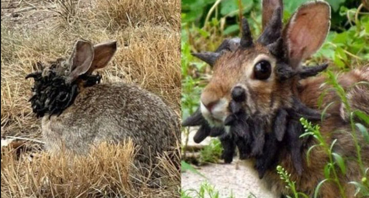 [뉴시스]머리에서 뿔이나 촉수처럼 생긴 이상 돌출물이 돋아난 야생 토끼들을 목격하면서 공포가 확산되고 있다.(사진=X/VladTheInflator).2025.08.13 *재판매 및 DB 금지