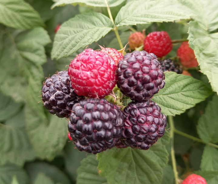 고창 복분자. *재판매 및 DB 금지