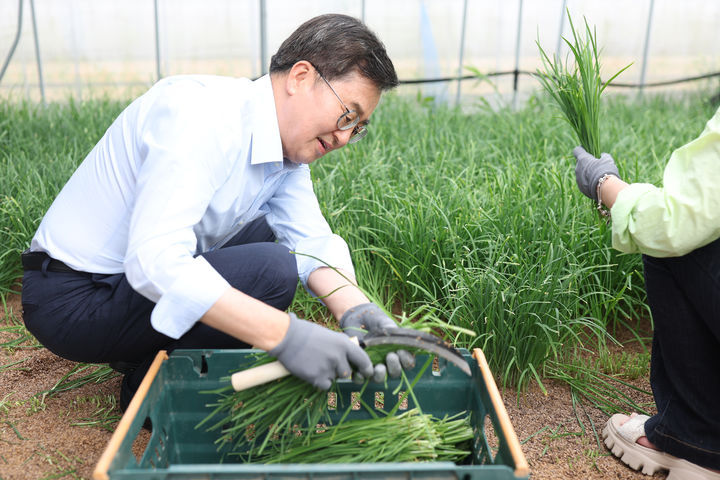 [수원=뉴시스] 13일 오후 김동연 지사가 용인 백암면에 위치한 친환경 부추 농장을 방문해 생산체험을 하고 있다. (사진=경기도 제공) 2025.08.13. photo@newsis.com *재판매 및 DB 금지