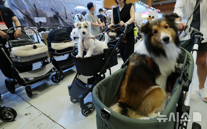 [서울=뉴시스] 이영환 기자 = 13일 오전 서울 강남구 코엑스에서 열린 2025 케이펫페어에서 반려견들이 유모차에 탑승해 이동하고 있다. 2025.08.13. 20hwan@newsis.com