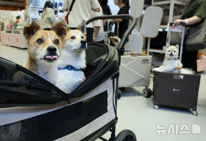 [서울=뉴시스] 이영환 기자 = 13일 오전 서울 강남구 코엑스에서 열린 2025 케이펫페어에서 반려견들이 유모차에 탑승해 이동하고 있다. 2025.08.13. 20hwan@newsis.com