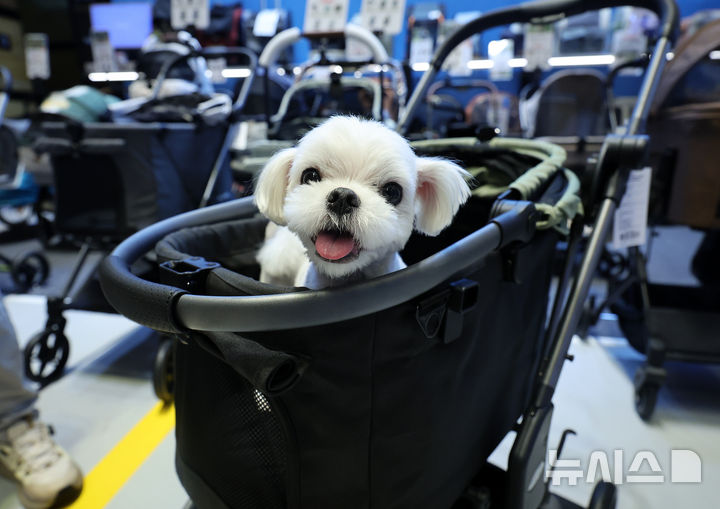 [서울=뉴시스] 이영환 기자 = 13일 오전 서울 강남구 코엑스에서 열린 2025 케이펫페어에서 한 반려견이 유모차 체험을 하고 있다. 2025.08.13. 20hwan@newsis.com