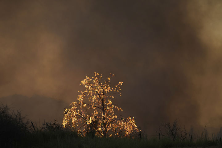 [파트라스=AP/뉴시스] 13일(현지 시간) 그리스 서부 파트라스에서 발생한 산불로 나무가 불타고 있다. 2025.08.14.