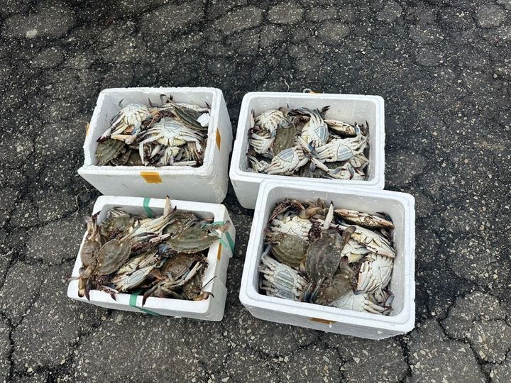 어선 A호가 바다에 투기한 아이스박스에 꽃게가 가득하다. (사진=군산해경 제공) *재판매 및 DB 금지