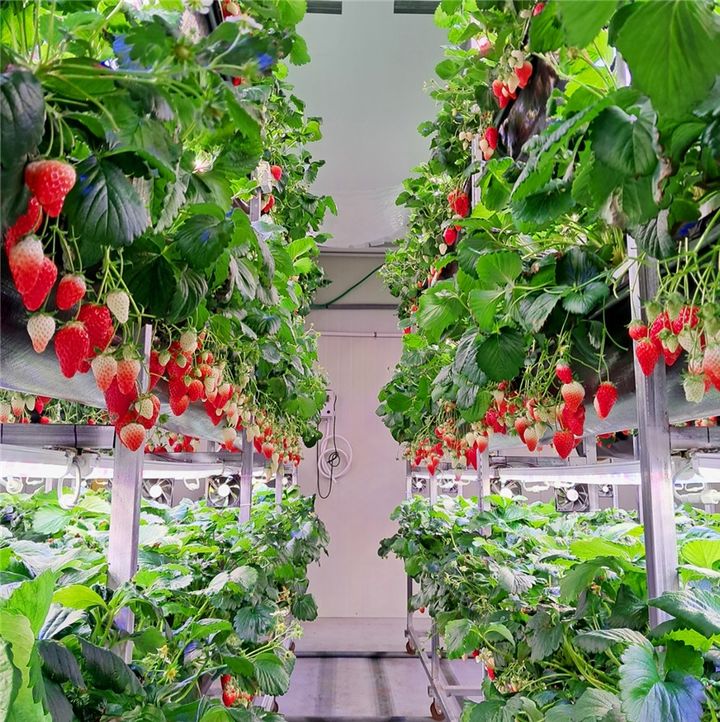 [울산=뉴시스] 울산 울주군은 청년 농업 스타트업 ‘아워즈팜’이 청년 스마트팜 보급·육성 지원사업을 통해 여름철 고품질 딸기를 생산해 본격 출하한다고 14일 밝혔다. (사진= 울주군 제공) 2025.08.14.photo@newsis.com *재판매 및 DB 금지