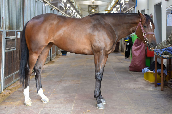 [부산=뉴시스] '2025 루키스테이크스' 서울 출전마 원평스킷. (사진=한국마사회 부경본부 제공) 2025.08.14. photo@newsis.com *재판매 및 DB 금지