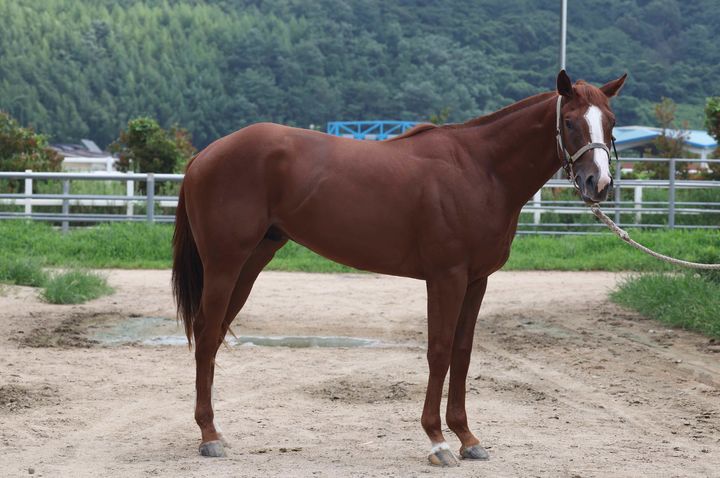 [부산=뉴시스] '2025 루키스테이크스' 영남 출전마 슈퍼에어로. (사진=한국마사회 부경본부 제공) 2025.08.14. photo@newsis.com *재판매 및 DB 금지