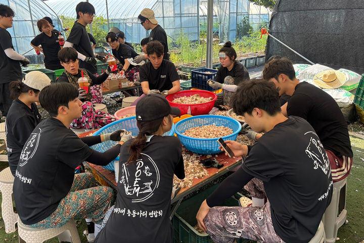 [대전=뉴시스] 전북 완주군 고산면의 한 농가에서 마늘까기 봉사를 하는 목원대학교 학생들. (사진=목원대 제공) 2025.08.14. photo@newsis.com *재판매 및 DB 금지