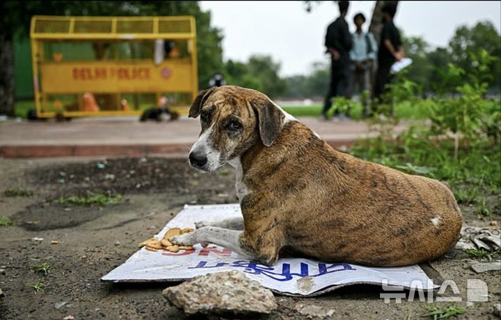 [뉴시스] 인도의 유기견들 (출처=데일리메일) 