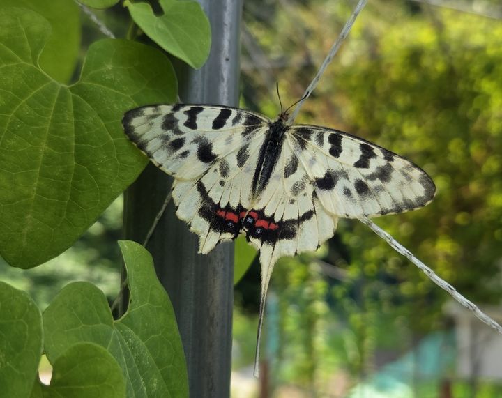 [화성=뉴시스]동탄복합문화센터 생태교육공간에서 관찰된 꼬리명주나비.(사진=화성시 제공)2025.08.14.photo@newsis.com *재판매 및 DB 금지