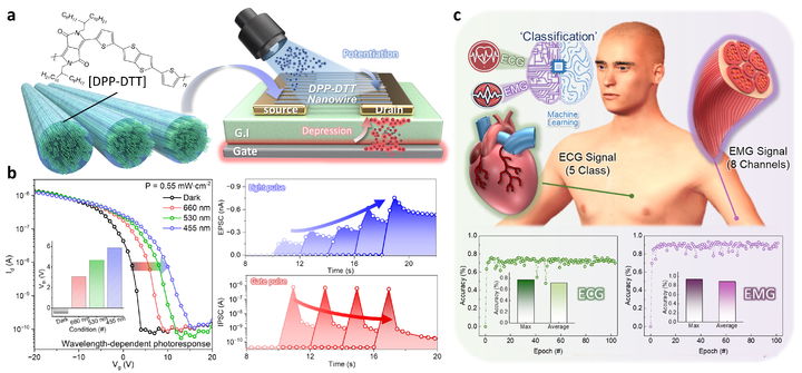 [서울=뉴시스] (a) 제안 소자의 소자 구조도 및 DPP-DTT 나노와이어 기반 시냅스 거동 개략도. (b) DPP-DTT 나노와이어 광 트랜지스터의 광 반응 특성 및 시냅스 모방 특성. (c) 소자의 시냅스 특성을 활용한 심전도(ECG), 근전도(EMG) 신호 분류 응용. (사진=한양대 제공) 2025.08.14. photo@newsis.com *재판매 및 DB 금지