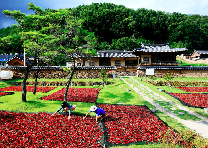  [영양=뉴시스] 영양고추를 햇볕에 말리고 있다. (사진=영양군 제공) 2025.08.14. photo@newsis.com *재판매 및 DB 금지