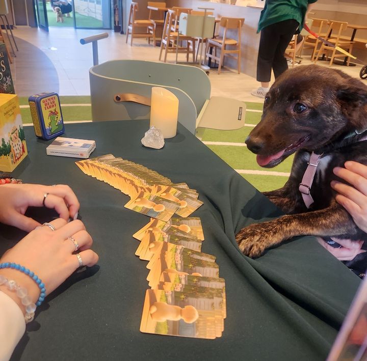 놀다가시개! 펫 캠페인에서 펫 타로를 보는 반려동물의 모습. (사진=스타벅스코리아 제공) *재판매 및 DB 금지