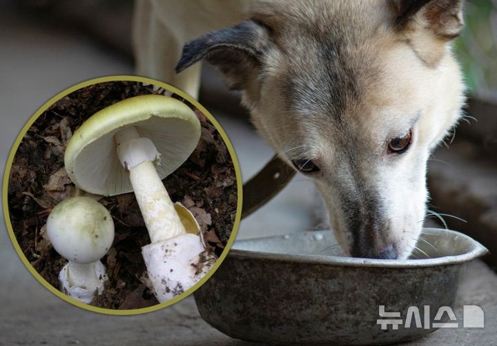 [뉴시스](사진=사우스차이나모닝포스트)