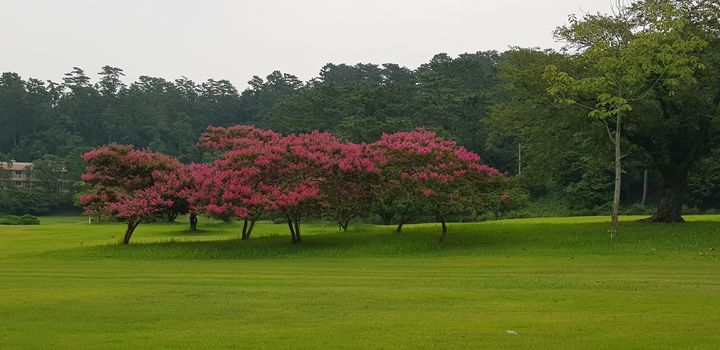 [거제=뉴시스] 신정철 기자= 경남 거제시는 14일, 대통령의 휴가지로 잘 알려진 ‘저도(猪島)’를 오는 16일부터 다시 개방한다고 밝혔다.사진은 저도의 연리지 나무와 잘 관리된 잔디정원 모습.(사진=거제시 제공).2025.08.14. photo@newsis.com *재판매 및 DB 금지