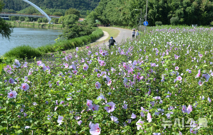 [울산=뉴시스] 배병수 기자 = 울산 중구 태화국가정원 내 무궁화가 활짝 펴 있다. 2025.08.14.bbs@newsis.com.