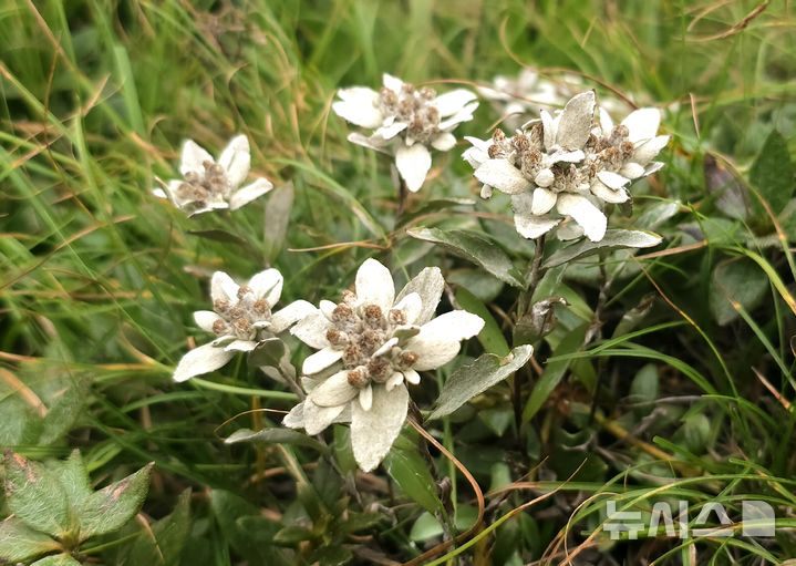 한라산 한라솜다리·암매의 처절한 사투...기후변화 등으로 위기 - 뉴스 썸네일 이미지