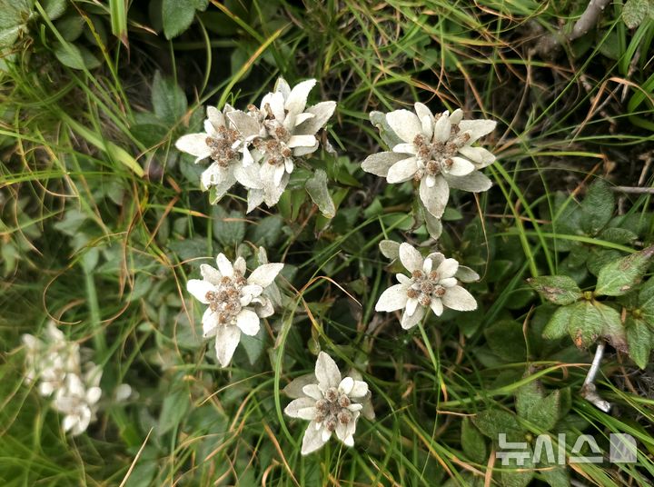 [제주=뉴시스] 임재영 기자 = 우리나라에서 한라산에만 서식하는 '한라솜다리'가 활짝 꽃을 피웠다. 15일 오전 해발 1910m 백록담분화구에서 ‘조선의 에델바이스(edelweiss)’로 불리는 한라솜다리가 만개한 모습을 포착했다. 이번에 확인한 한라솜다리 꽃은 12개체다. 환경부 지정 멸종위기 야생생물 1급으로 키는 7~12㎝에 불과할 정도로 땅에 붙어서 자란다. 분화구 절벽에 위태롭게 자라는 한라솜다리가 사라지면 국내에서 절멸하는 것이다. 자생지와 종 보전을 위한 특단의 대책이 필요해 보인다. 2025.08.16. ijy788@newsis.com 