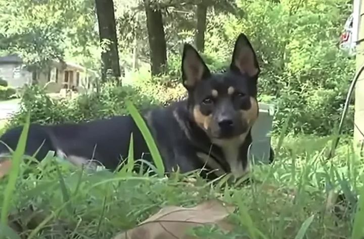 [서울=뉴시스] 미국 앨라배마주의 한 가정집 마당에서 반려견이 땅속에 묻힌 사람의 유골을 발견하면서 숨겨진 사건이 수면 위로 드러났다. (사진 = 'WBRC 6 New' 유튜브 캡처) 2025.08.17. *재판매 및 DB 금지