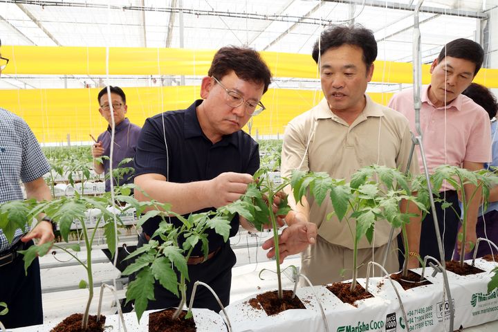 이승돈 농촌진흥청장이 17일 전남 담양 친환경토마토재배 농가를 방문해 '토마토뿔나방' 방제 상황을 점검하고 있다.(사진 : 농진청 제공) *재판매 및 DB 금지