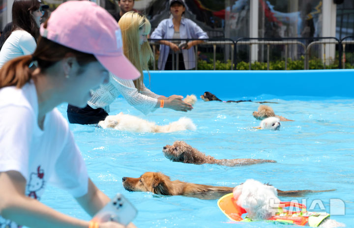 [서울=뉴시스] 홍효식 기자 = 17일 서울 송파구 가든파이브라이프 중앙광장에서 열린 '하하호호 반려견 물놀이장'을 찾은 반려견들이 수영 시합을 하고 있다. 2025.08.17. yesphoto@newsis.com