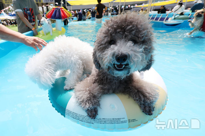 [서울=뉴시스] 홍효식 기자 = 17일 서울 송파구 가든파이브라이프 중앙광장에서 열린 '하하호호 반려견 물놀이장'을 찾은 반려견들이 물놀이를 즐기고 있다. 2025.08.17. yesphoto@newsis.com