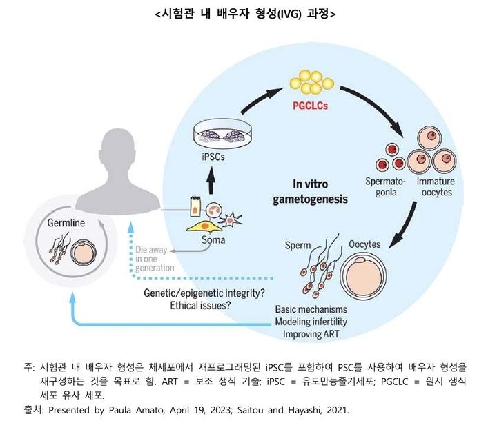 [서울=뉴시스] 시험관 내 배우자 형성(IVG) 과정 (사진=한국바이오협회 제공) 2025.08.18. photo@newsis.com *재판매 및 DB 금지