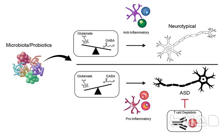 [포항=뉴시스] 송종욱 기자 = 포스텍 생명과학과·융합대학원 임신혁·김태경 교수, 생명과학과 박철훈(John Chulhoon Park) 박사 연구팀이 자폐 스펙트럼 장애 발병에 관여하는 장내 미생물과 면역 반응 메커니즘을 최초로 규명했다. 사진 자폐증상 완화 기능을 지닌 장내세균·프로바이오틱스의 작동 기작. (사진=포스텍 제공) 2025.08.18. photo@newsis.com