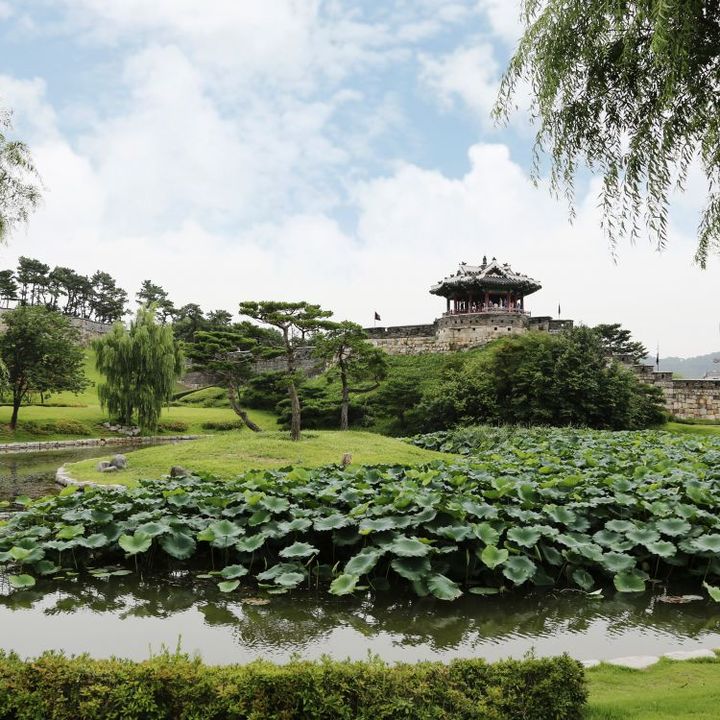 [수원=뉴시스] 용연. (사진=수원시 제공) 2025.08.18. photo@newsis.com *재판매 및 DB 금지