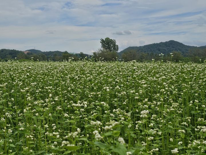 [구미=뉴시스] 메밀꽃 단지 조성. (사진=구미시 제공) 2025.08.18 photo@newsis.com *재판매 및 DB 금지