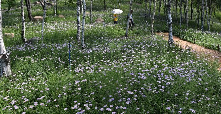 [거창=뉴시스] 올해 벌개미취 (사진=거창군 제공) 2025. 08. 18. photo@newsis.com *재판매 및 DB 금지