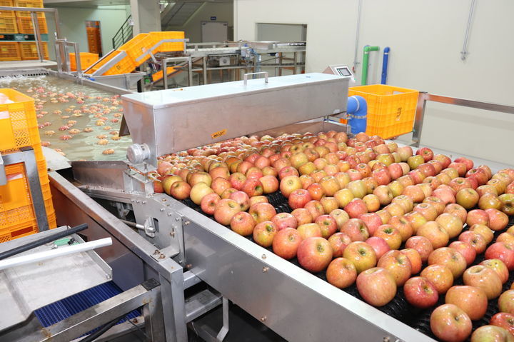 충북 보은 과수 거점APC(농산물산지유통센터) 내부 모습. (사진=충북도 제공) *재판매 및 DB 금지