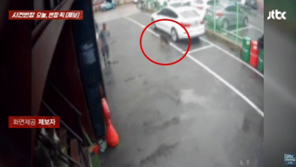 [뉴시스] 목줄이 풀린 채 돌아다니던 셰퍼드가 치와와의 목을 무는 사고가 발생했다. (사진=JTBC 사건반장 갈무리) 2025.08.18 *재판매 및 DB 금지