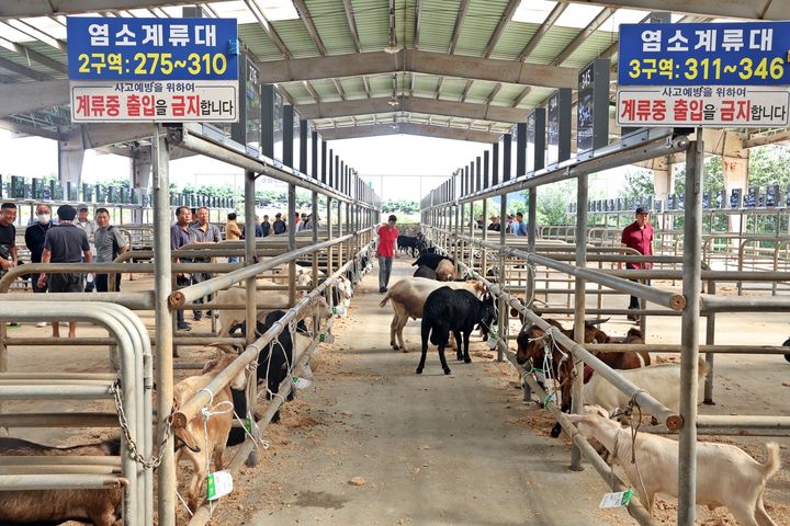 [정읍=뉴시스] 염소 경매가 진행 중인 정읍가축시장. *재판매 및 DB 금지