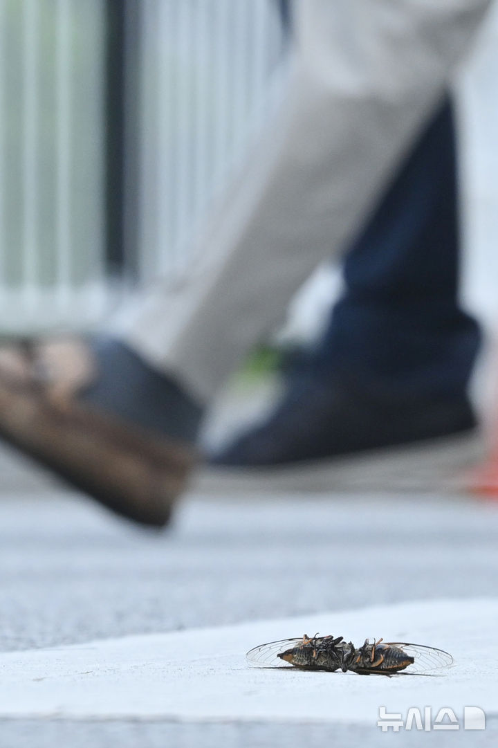 [광주=뉴시스] 이영주 기자 = 광주지역에 폭염특보가 이어지고 있는 18일 오후 광주 서구 광주서부경찰서 아스팔트 위로 매미들이 수명을 다해 죽어있다. 2025.08.18. leeyj2578@newsis.com