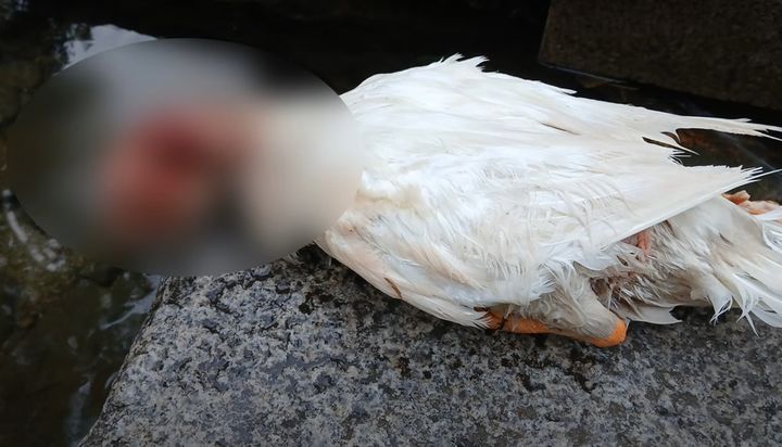 [뉴시스] 경기도 안양 삼성천에 서식하는 오리가 지난해 10대 청소년 무리에 돌을 맞아 한쪽 눈을 잃은 뒤 지난 16일 사체로 발견됐다. (사진 = '오리엄마' 유튜브 캡처) 2025.08.19. *재판매 및 DB 금지