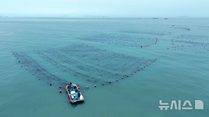 [광주=뉴시스] 전남 완도군은 19일 청산면 모서리 해조류 양식장 등에서 '해조류 탄소 크레딧(탄소 감축 인증량)' 시범사업을 본격 추진한다고 밝혔다. (사진=완도군 제공). 2025.08.19. photo@newsis.com *재판매 및 DB 금지
