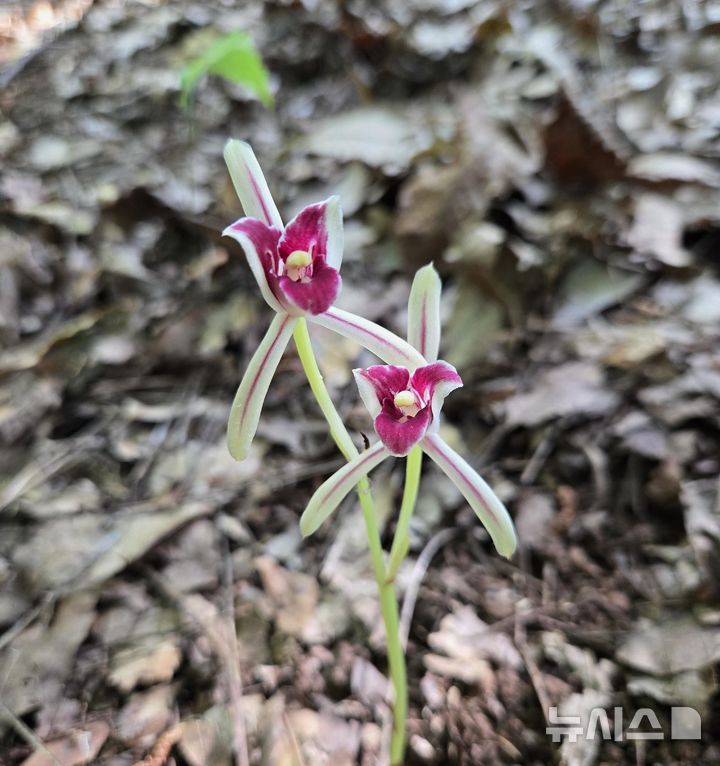 [제주=뉴시스] 제주시 우도에서 집단 자생이 확인된 대흥란. (사진=제주도 제공) photo@newsis.com