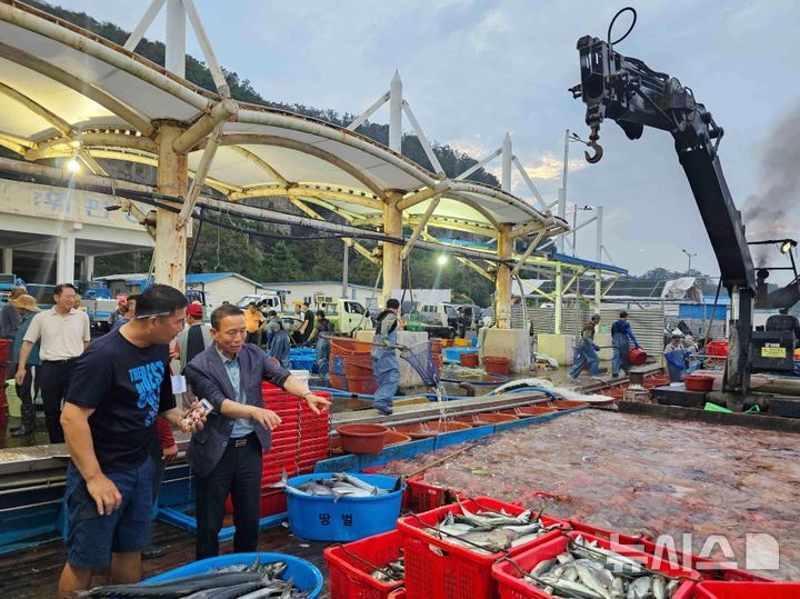 [포항=뉴시스] 송종욱 기자 = 경북 포항시는 여름철 연근해로 대량 유입되는 노무라입깃해파리로 어업과 어장 피해를 막기 위해 지난 14일부터 해파리 수매에 나섰다. 사진은 해파리 수매 모습. (사진=포항시 제공) 2025.08.19. photo@newsis.com