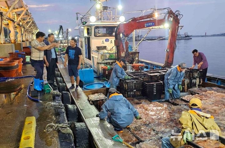 [포항=뉴시스] 송종욱 기자 = 경북 포항시는 여름철 연근해로 대량 유입되는 노무라입깃해파리로 어업과 어장 피해를 막기 위해 지난 14일부터 해파리 수매에 나섰다. 사진은 해파리 수매 모습. (사진=포항시 제공) 2025.08.19. photo@newsis.com