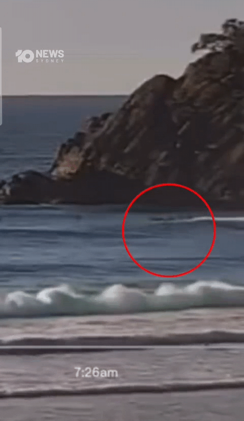 [뉴시스]호주에서 백상아리 공격을 당한 남성이 두 동강 난 서핑보드를 들어보이고 있다.(사진=인스타그램, 10뉴스) 2025.8.18 *재판매 및 DB 금지 *재판매 및 DB 금지