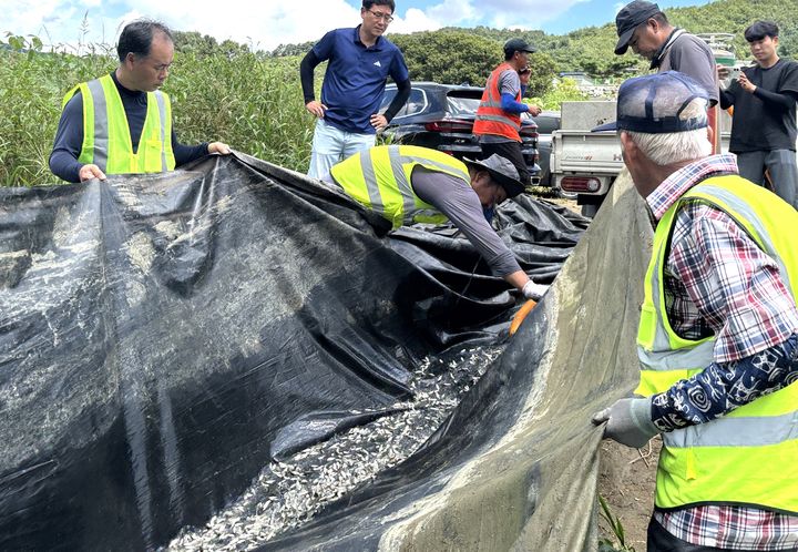 [충주=뉴시스] 이병찬 기자 = 충북 충주시 관계자들이 19일 산척면 명서리 방면 충주호에서 내수면 생태계 회복을 위한 토종붕어 치어 40만 마리를 방류하고 있다.(사진=충주시 제공)2025.0819.photo@newsis.com *재판매 및 DB 금지