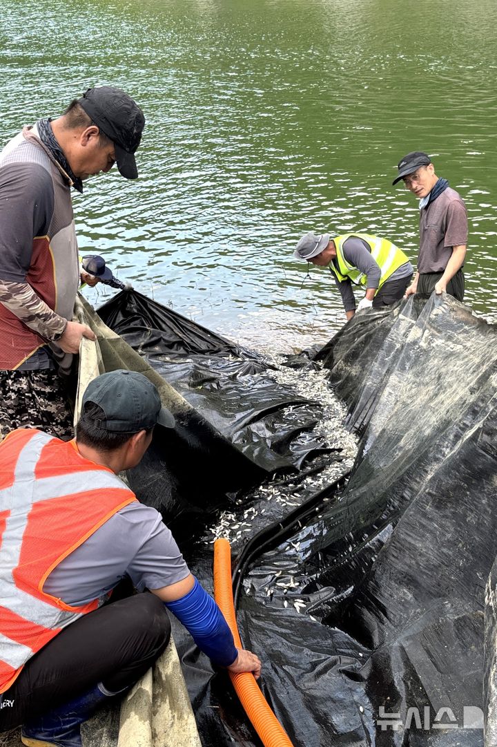 [충주=뉴시스] 이병찬 기자 = 충북 충주시 관계자들이 19일 산척면 명서리 방면 충주호에서 내수면 생태계 회복을 위한 토종붕어 치어 40만 마리를 방류하고 있다.(사진=충주시 제공)2025.0819.photo@newsis.com 