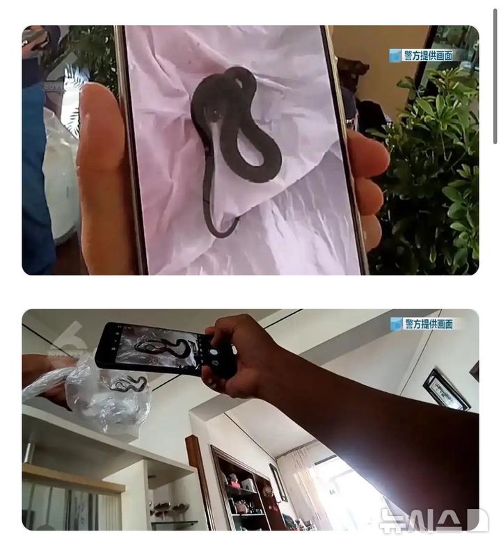 [뉴시스]현장에 출동한 경찰이 거실 곳곳을 수색하며 화분 속에 숨어 있던 뱀을 찾아 내는 모습.(사진=지무신문) 