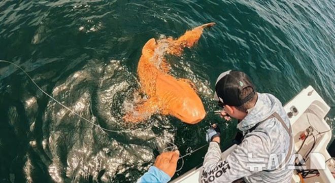 [뉴시스]과학자들은 이미지를 통해 동물의 피부와 비늘에 과도한 노란색을 유발하는 희귀한 색소 침착으로 분석했다.&nbsp; (사진=데일리메일) 2025.8.18